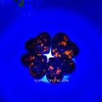 Yooperlite  Heart
