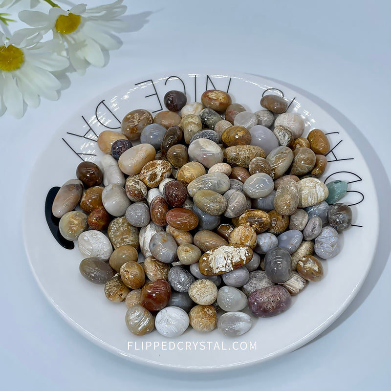 Coral Jasper Chips £¨$19/KG)
