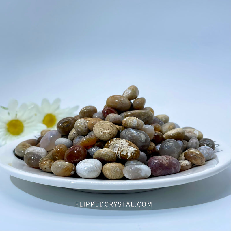 Coral Jasper Chips £¨$19/KG)