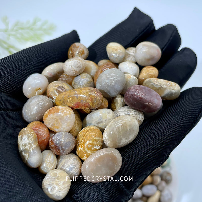Coral Jasper Chips £¨$19/KG)
