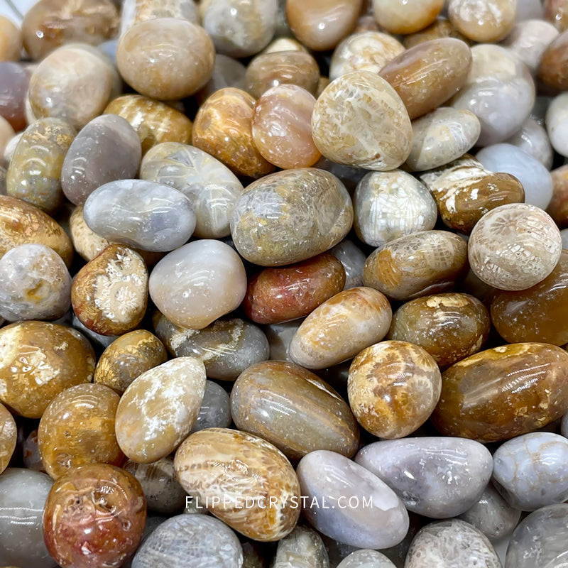 Coral Jasper Chips £¨$19/KG)