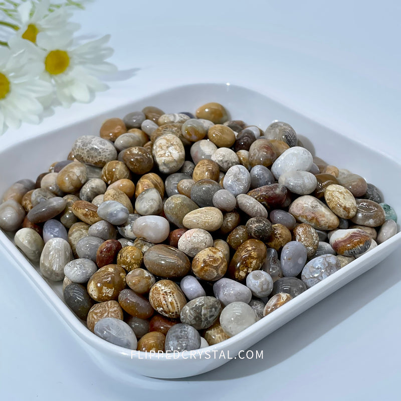 Coral Jasper Chips £¨$19/KG)