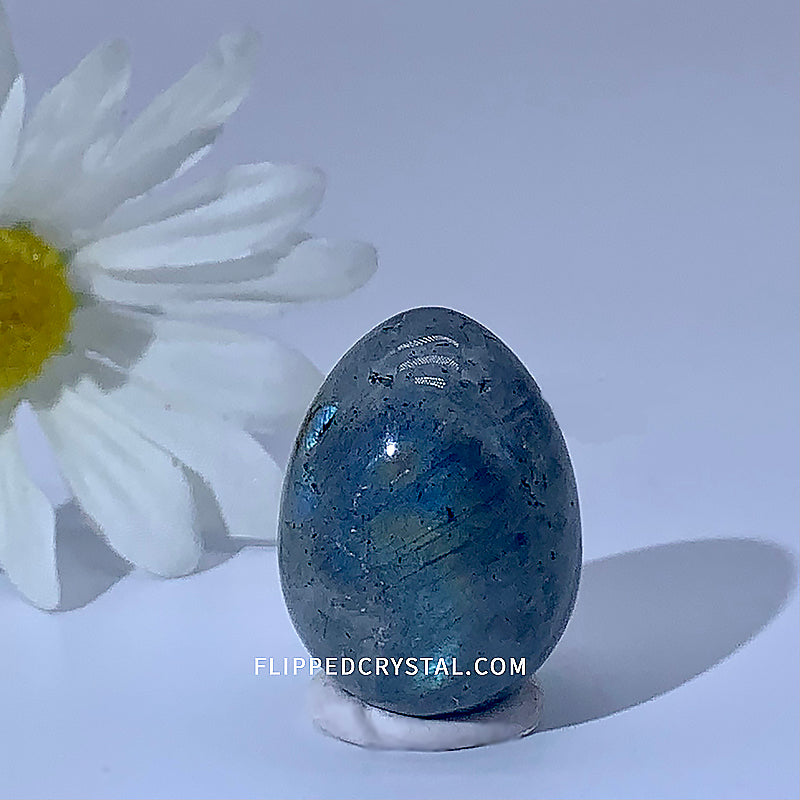 Egg